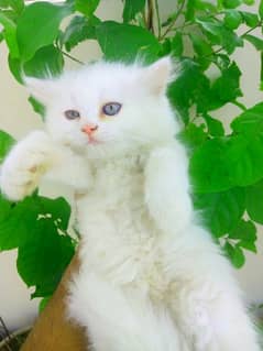 triple coated Persian kittens