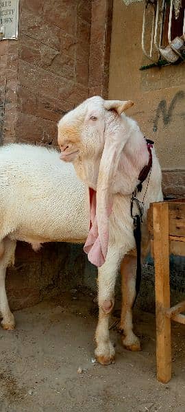 Gulabi Bakra (Goat) for sale 3