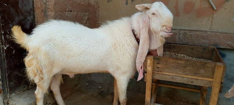 Gulabi Bakra (Goat) for sale 5