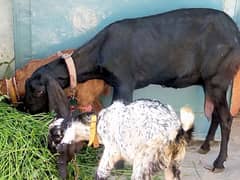 bakri/Bakra/Goat urgent for sale 0