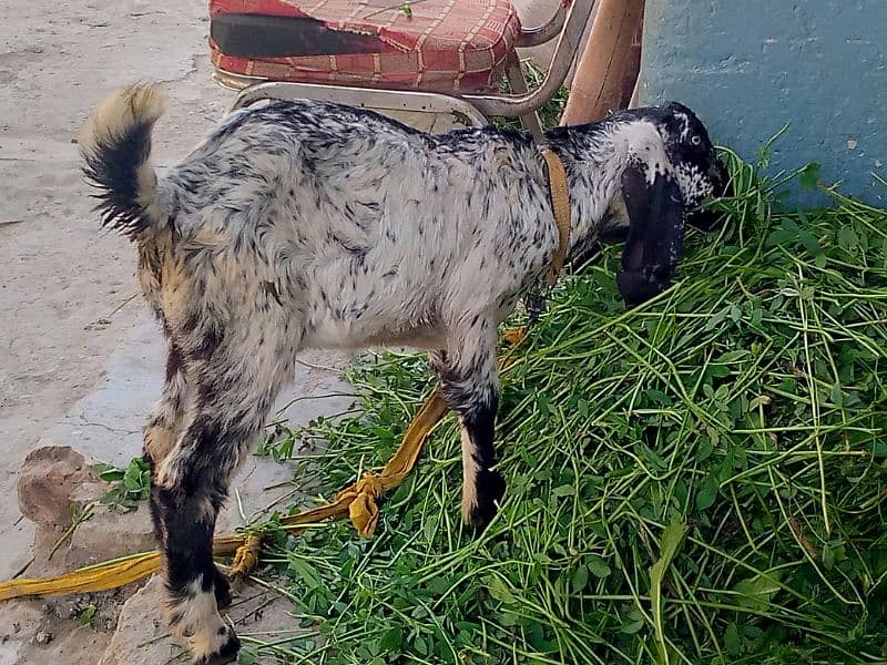 bakri/Bakra/Goat urgent for sale 3