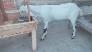 Lalpuri goat. Goat for qurbani. bakri Eid UL azha k lia. 3027667912
