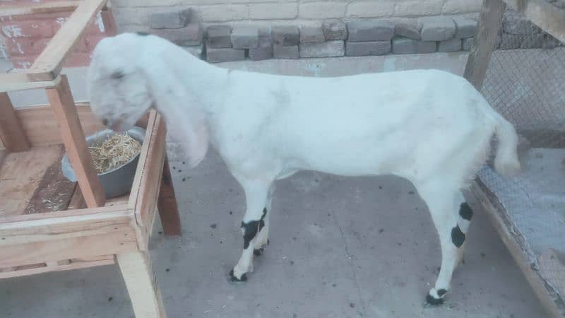 Lalpuri goat. Goat for qurbani. bakri Eid UL azha k lia. 3027667912 1