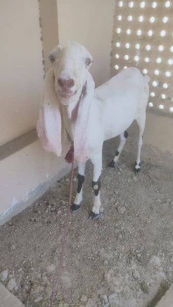 Lalpuri goat. Goat for qurbani. bakri Eid UL azha k lia. 3027667912 2