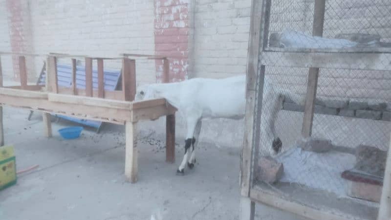 Lalpuri goat. Goat for qurbani. bakri Eid UL azha k lia. 3027667912 3