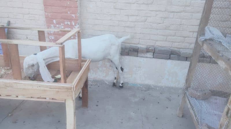 Lalpuri goat. Goat for qurbani. bakri Eid UL azha k lia. 3027667912 4