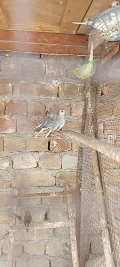 Dive and Finches for sale | Full breeders |Diamond dove finches