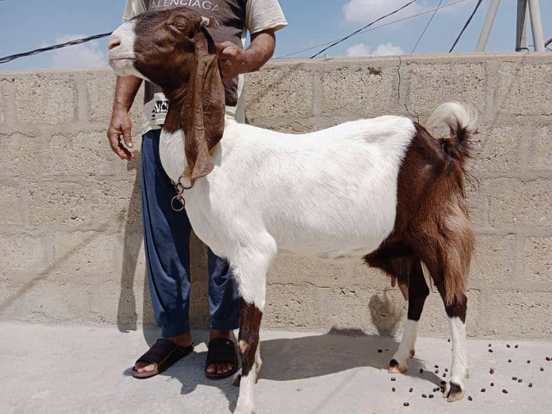 Goats 0