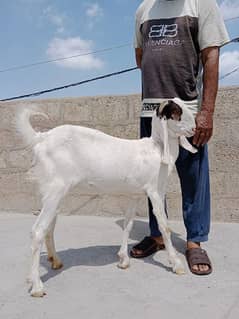 Goats|Bakrian|Janwar