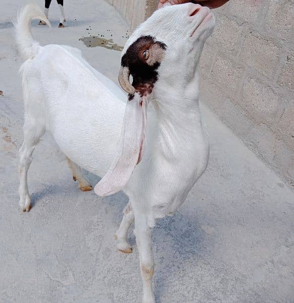 Goats|Bakrian|Janwar 3