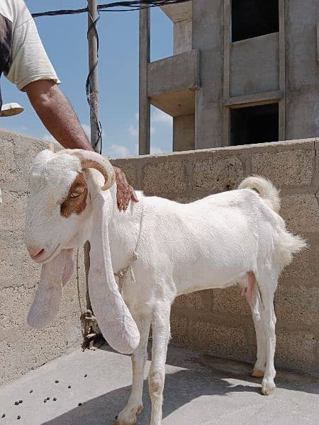 Goats|Bakrian|Janwar 4