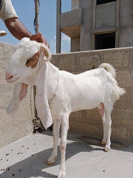 Goats|Bakrian|Janwar 5