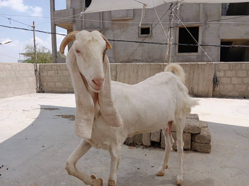 Goats|Bakrian|Janwar 6