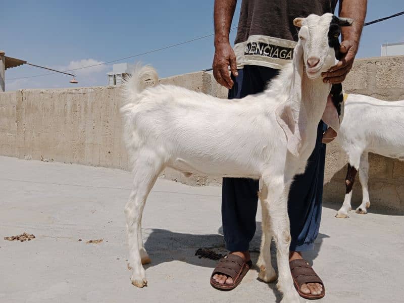 Goats|Bakrian|Janwar 7