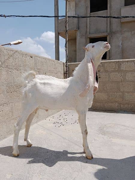 Goats|Bakrian|Janwar 8