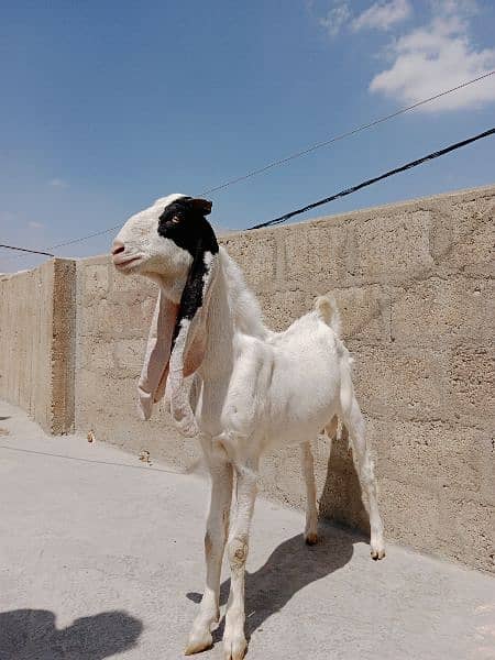 Goats|Bakrian|Janwar 9