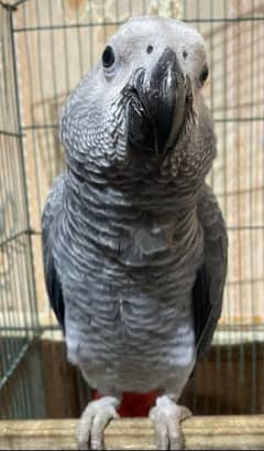 African grey parrot/Gray Parrot 0