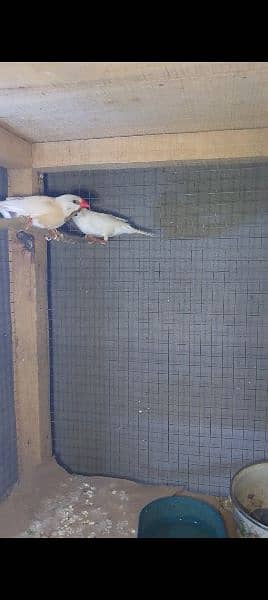 shaftail 2 male & 4 goldian chicks for sale 1