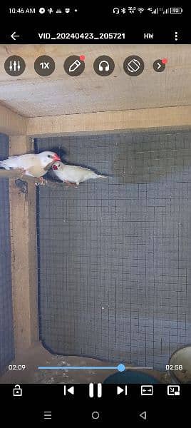 shaftail 2 male & 4 goldian chicks for sale 2
