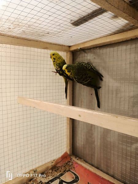 Australian parrots king Size 1