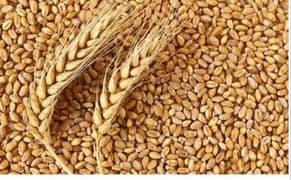 Wheat Top Quality 100% Pure