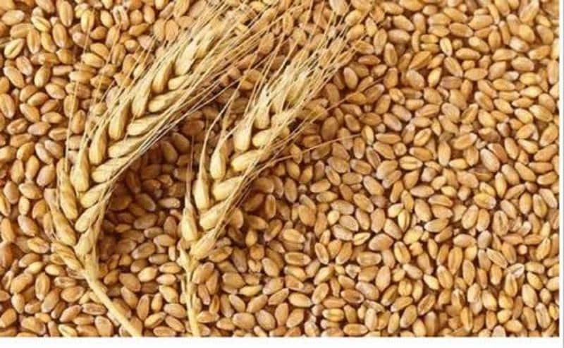 Wheat Top Quality 100% Pure 0