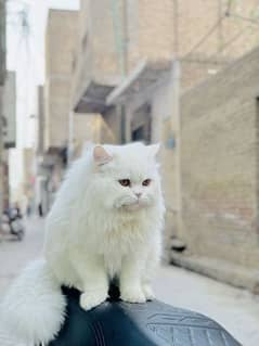 Persion cat triple cotted pure white breed.   Age:10 months