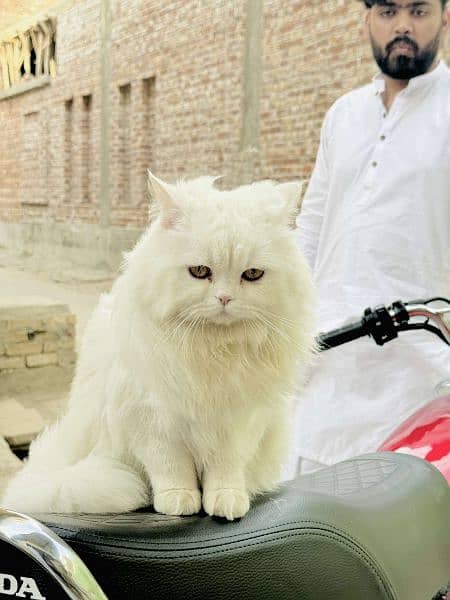 Persion cat triple cotted pure white breed.   Age:10 months 3