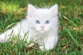 pure Persian breed (cross ha ) or bhi Hain kittens