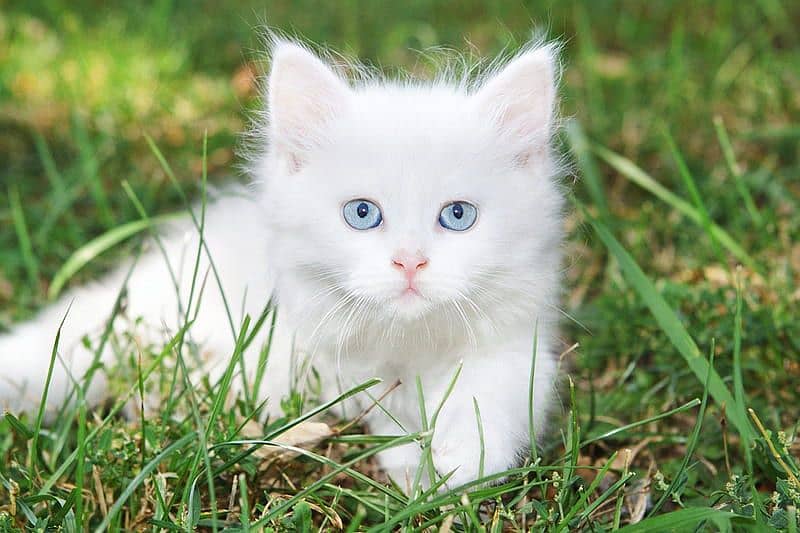 pure Persian breed (cross ha ) or bhi Hain kittens 0