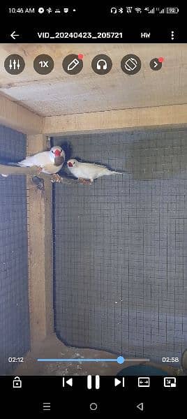 shaftail 2 male & 4 goldian chicks for sale 5