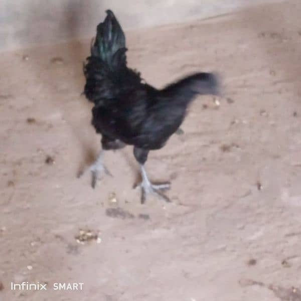 Ayam Smani male han 1