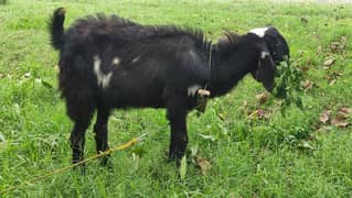 Bakra (Male Goat) 0