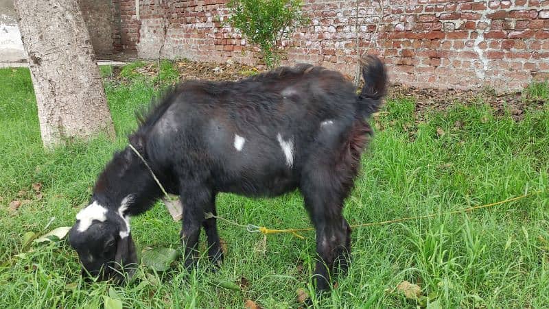 Bakra (Male Goat) 1