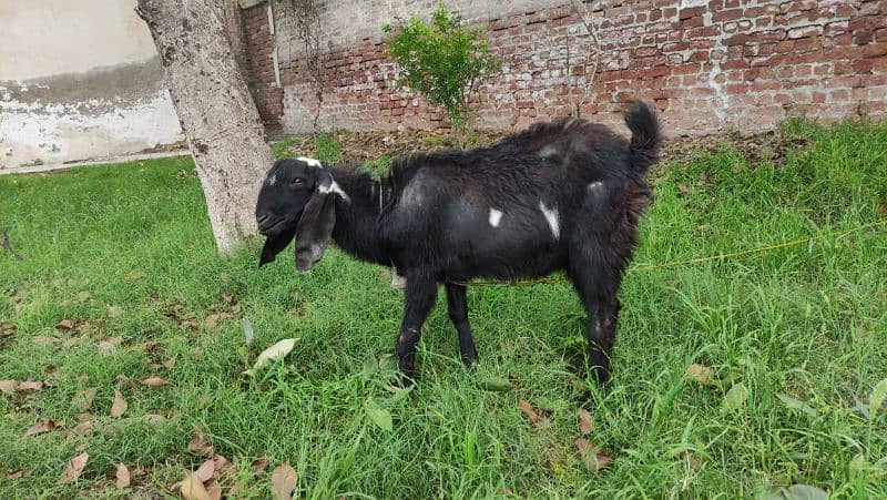 Bakra (Male Goat) 2