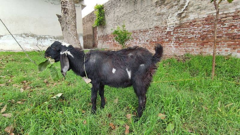 Bakra (Male Goat) 3