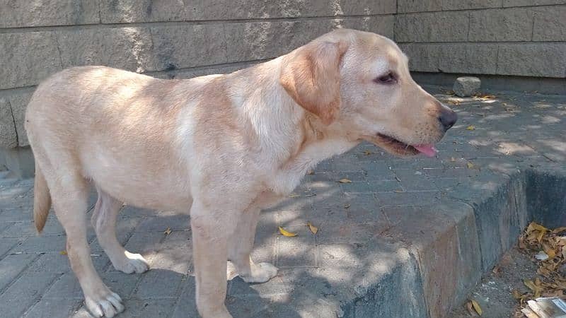 6 month old female pupurgent for sale vaccination Dan and 03113139223 0