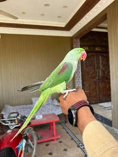 raw parrot hand tame and taking parrot