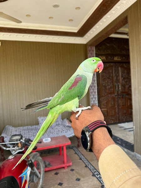 raw parrot hand tame and taking parrot 0
