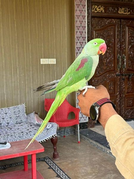raw parrot hand tame and taking parrot 1