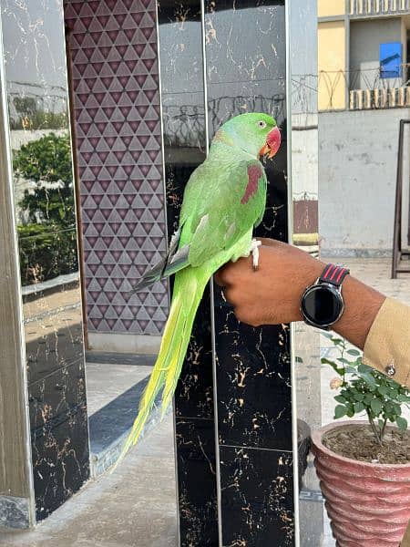 raw parrot hand tame and taking parrot 2