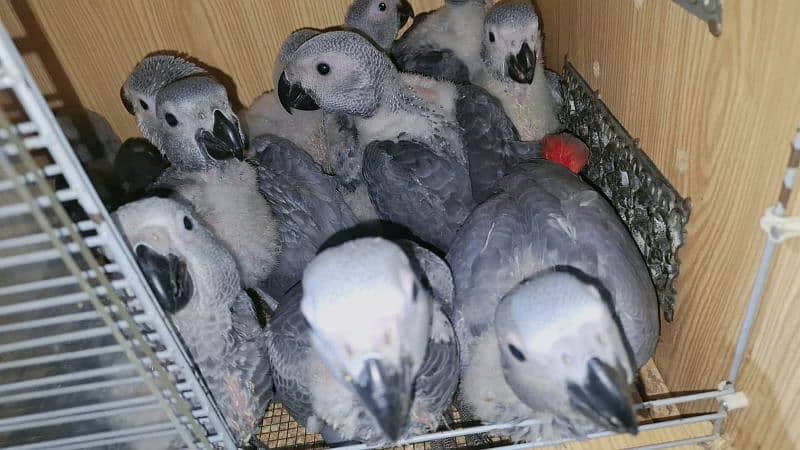 African grey chickc available prices one chickc 0
