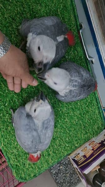African grey chickc available prices one chickc 2