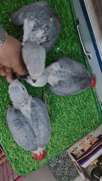 African grey chickc available prices one chickc 3