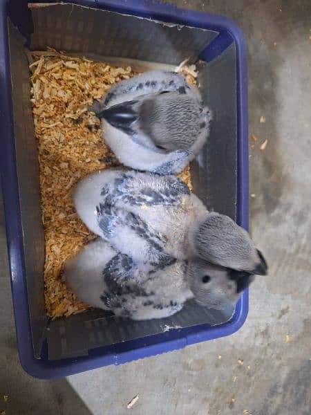 African grey chickc available prices one chickc 5
