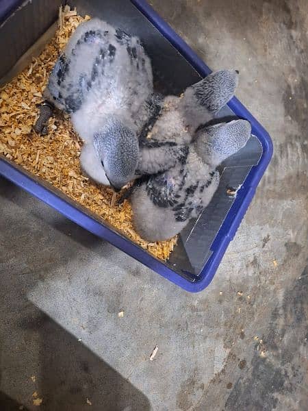 African grey chickc available prices one chickc 8