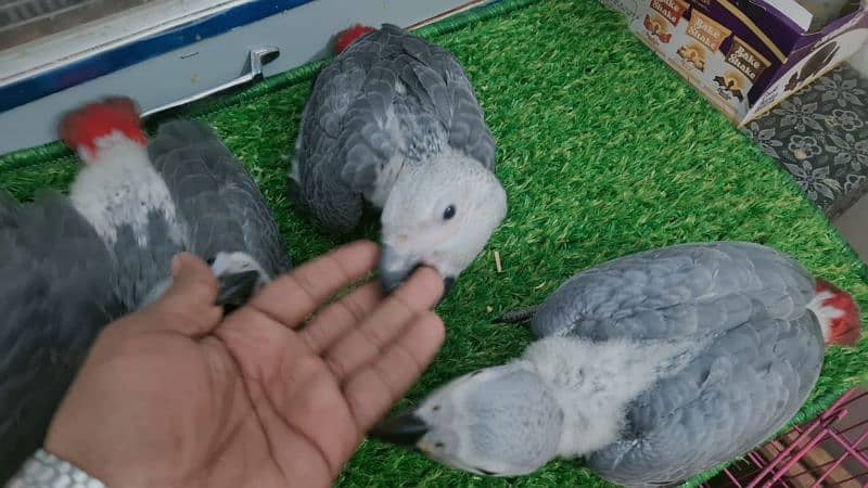African grey chickc available prices one chickc 9