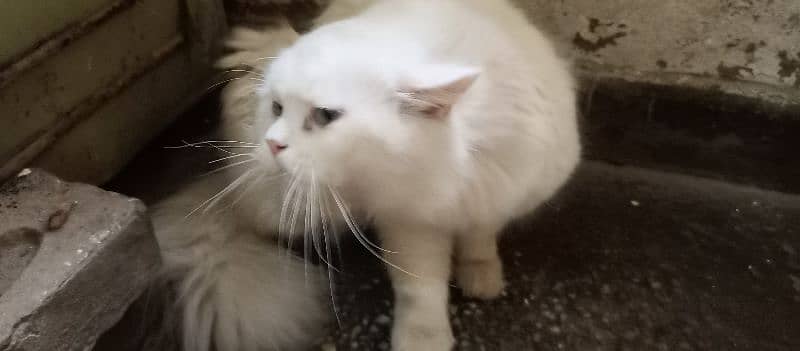 white persian cat . male 5