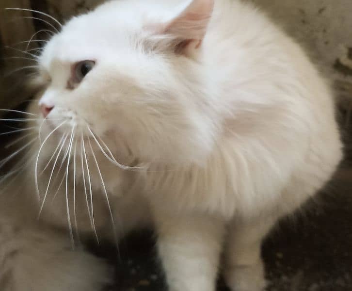 white persian cat . male 2