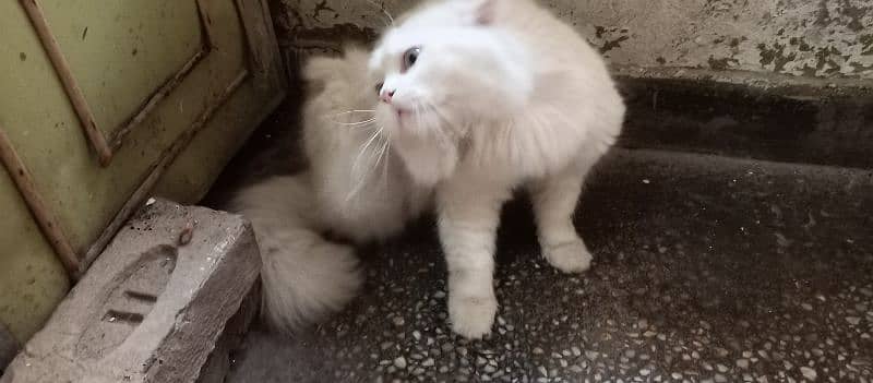 white persian cat . male 1
